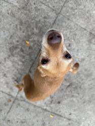 Found/Stray Unknown Dog last seen Between Abbey and Allendale , Oakland, CA 94619