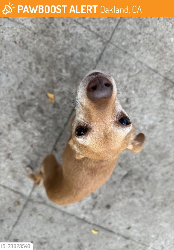 Found/Stray Unknown Dog last seen Between Abbey and Allendale , Oakland, CA 94619