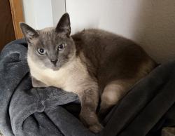 Lost Female Cat last seen Crown carpet and flooring , Picnic Point, WA 98087