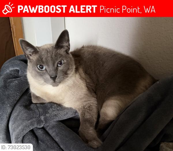 Lost Female Cat last seen Crown carpet and flooring , Picnic Point, WA 98087