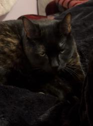 Lost Female Cat last seen Near Tulip & Linda’s Pizzeria, Kings Park, NY 11754