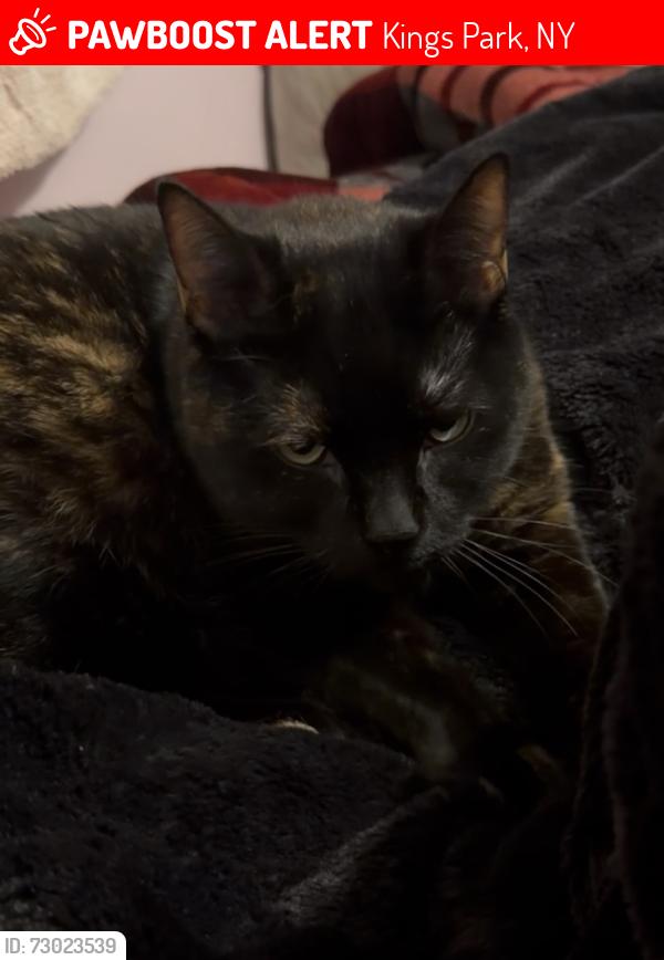 Lost Female Cat last seen Near Tulip & Linda’s Pizzeria, Kings Park, NY 11754