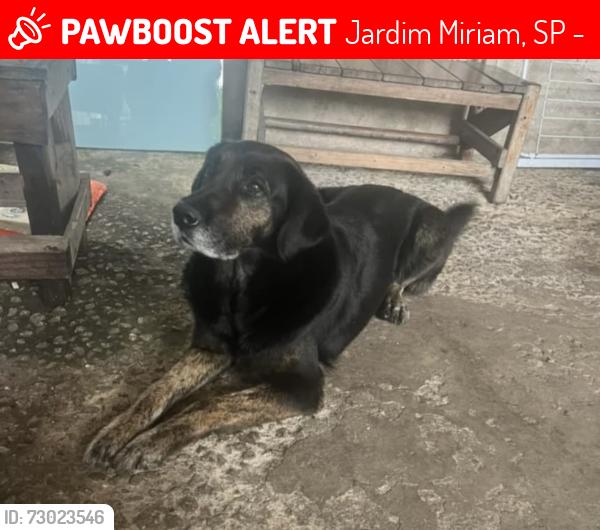 Lost Female Dog last seen Avenida santo Afonso 1135, Jardim Miriam, SP 04426-020