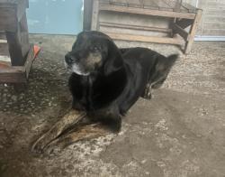 Lost Female Dog last seen Avenida santo Afonso 1135, Jardim Miriam, SP 04426-020