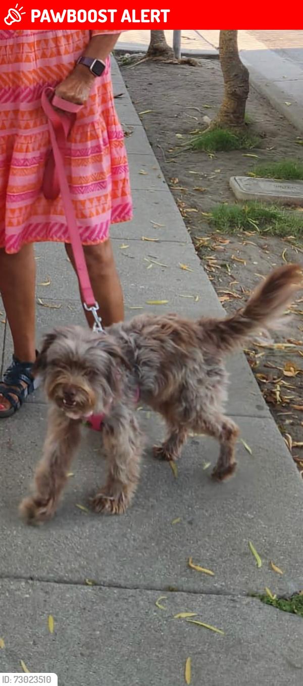 Lost Female Dog last seen 88th and Holmes, Florence-Graham, CA 90002