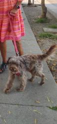 Lost Female Dog last seen 88th and Holmes, Florence-Graham, CA 90002