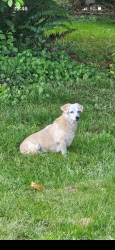 Reunited Female Dog last seen Woodland Ave , Puyallup, WA 98373