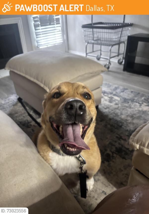 Found/Stray Female Dog last seen Walnut and Audelia , Dallas, TX 75243