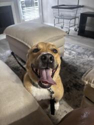 Found/Stray Female Dog last seen Walnut and Audelia , Dallas, TX 75243