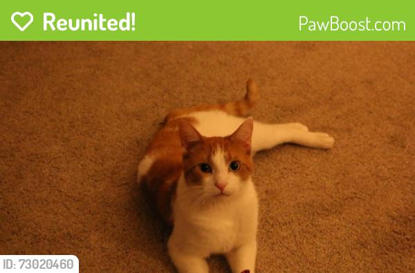 Reunited Male Cat last seen Near Longford Cir, Elgin, IL 60120, USA, Elgin, IL 60120