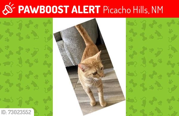Lost Female Cat last seen Picacho Hills Drive and Las Casitas, Picacho Hills, NM 88007