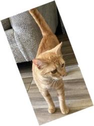 Lost Female Cat last seen Picacho Hills Drive and Las Casitas, Picacho Hills, NM 88007
