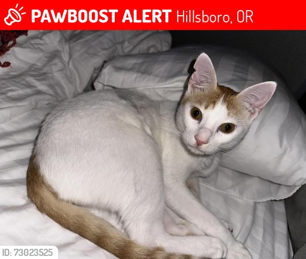 Lost Male Cat last seen Rick’s Fencing and Decking, Hillsboro, OR 97124