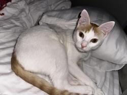 Lost Male Cat last seen Rick’s Fencing and Decking, Hillsboro, OR 97124