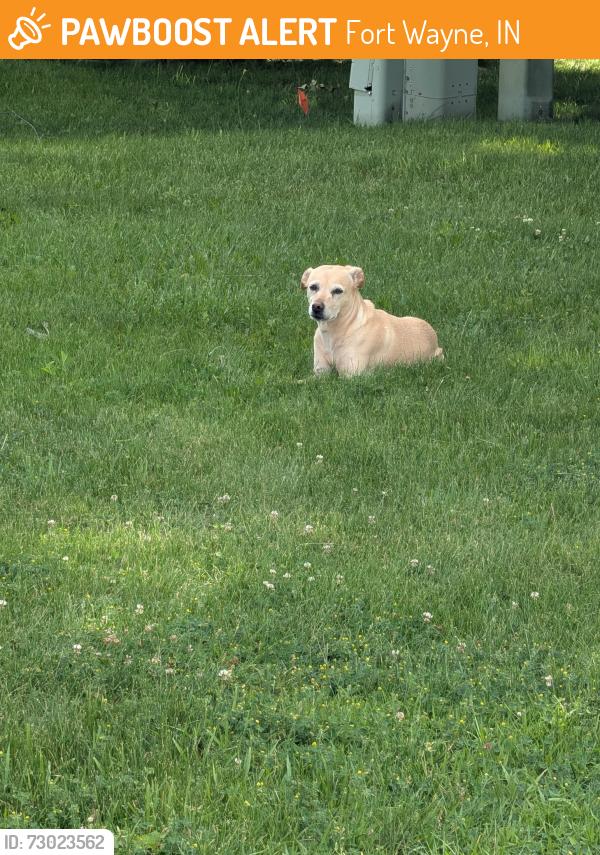 Found/Stray Female Dog last seen Glenridge Manor Mobile Home Park, Fort Wayne, IN 46806