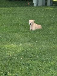 Found/Stray Female Dog last seen Glenridge Manor Mobile Home Park, Fort Wayne, IN 46806