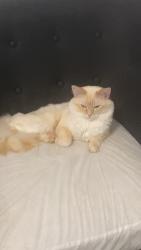 Lost Male Cat last seen By the ymca, Saint John, NB E2K 4W7