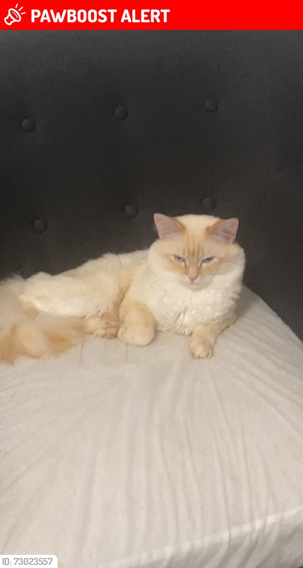 Lost Male Cat last seen By the ymca, Saint John, NB E2K 4W7