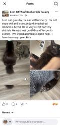 Lost Male Cat last seen 47th and Vesper, Everett, WA 98203