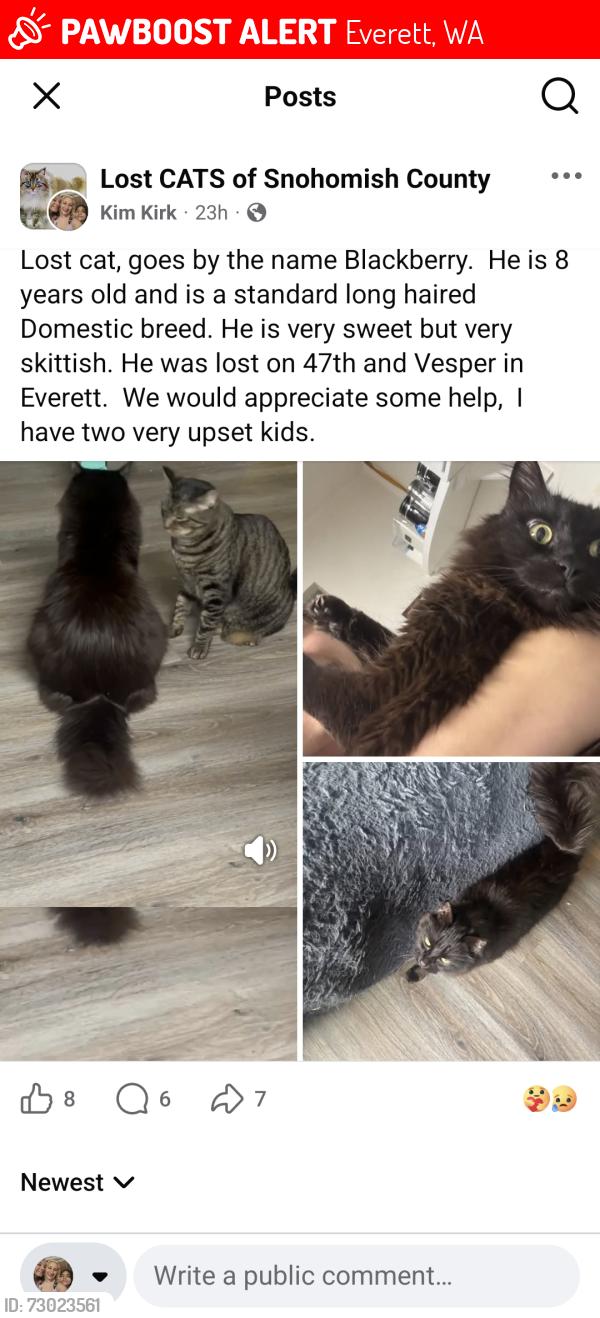 Lost Male Cat last seen 47th and Vesper, Everett, WA 98203