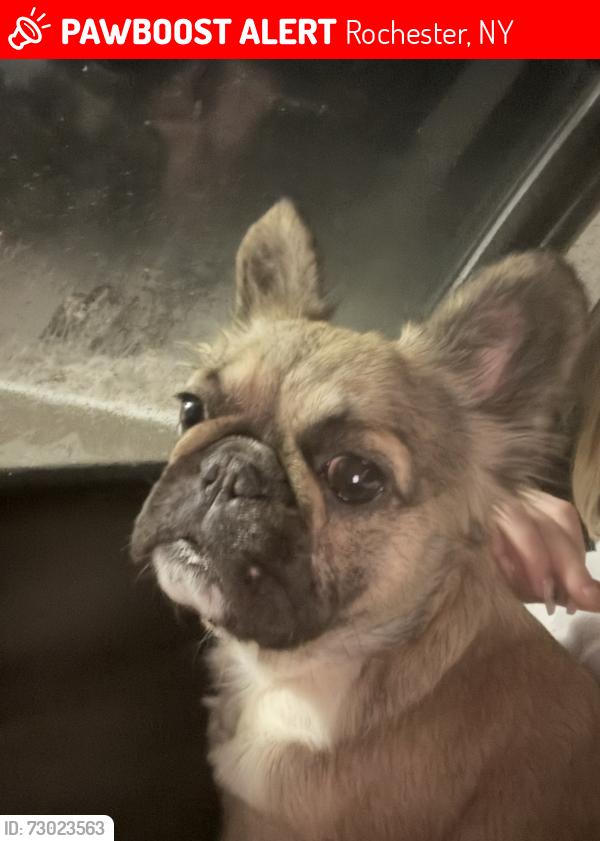 Lost Female Dog last seen murray st, jay st, masseth st., Rochester, NY 14606