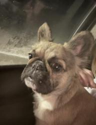 Lost Female Dog last seen murray st, jay st, masseth st., Rochester, NY 14606