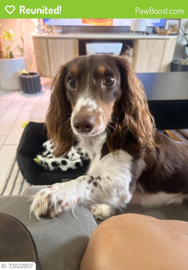 Reunited Male Dog last seen SW 76th Ave, 33143, Miami, FL 33143
