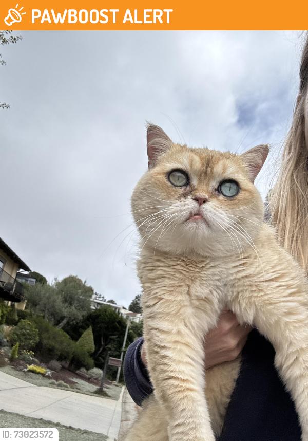 Found/Stray Unknown Cat last seen Crest, Rancho Palos Verdes, CA 90275
