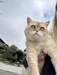 Found/Stray Unknown Cat last seen Crest, Rancho Palos Verdes, CA 90275