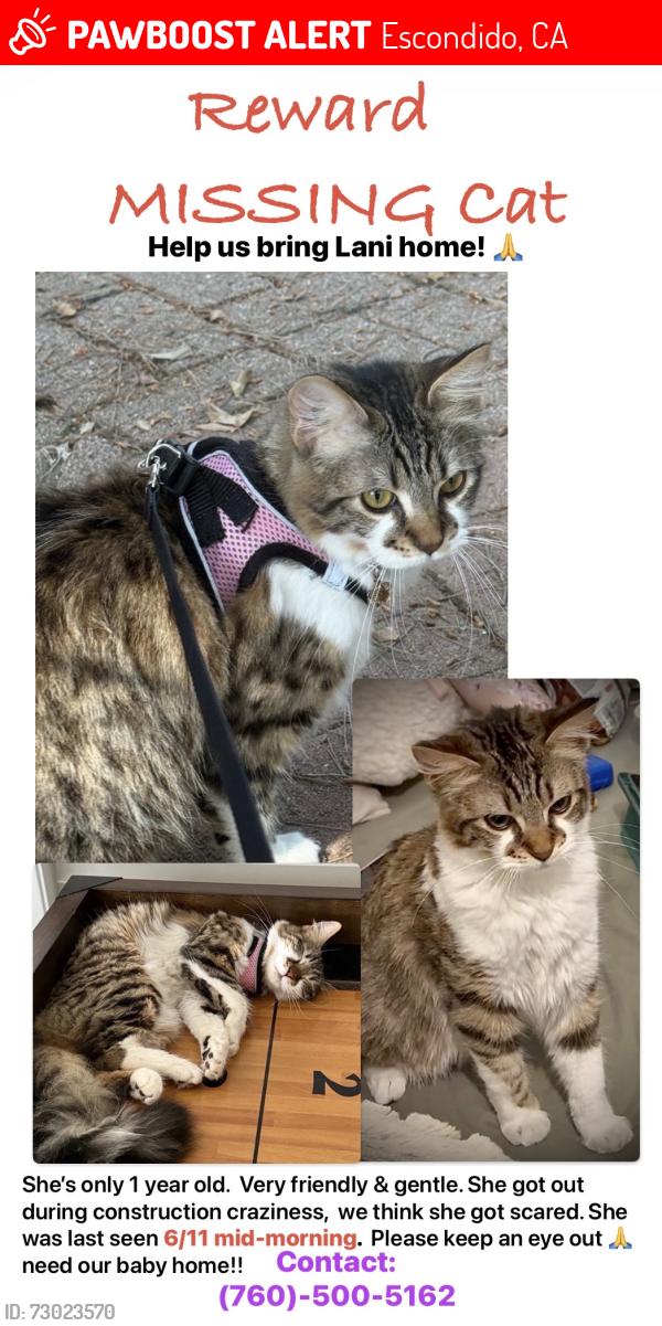 Lost Female Cat last seen Gary, Nutmeg, Country Cluc, Gem Athens, Sleepy Hallow, Escondido, CA 92026