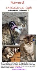 Lost Female Cat last seen Gary, Nutmeg, Country Cluc, Gem Athens, Sleepy Hallow, Escondido, CA 92026