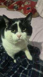 Lost Male Cat last seen Sweet Briar Walk, Greater London, England N18 1RZ
