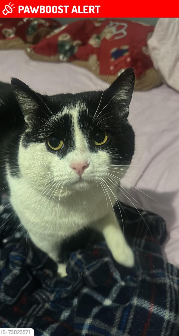 Lost Male Cat last seen Sweet Briar Walk, Greater London, England N18 1RZ