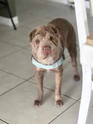 Lost Female Dog last seen Miller Creek, Sun City Center, FL 33573
