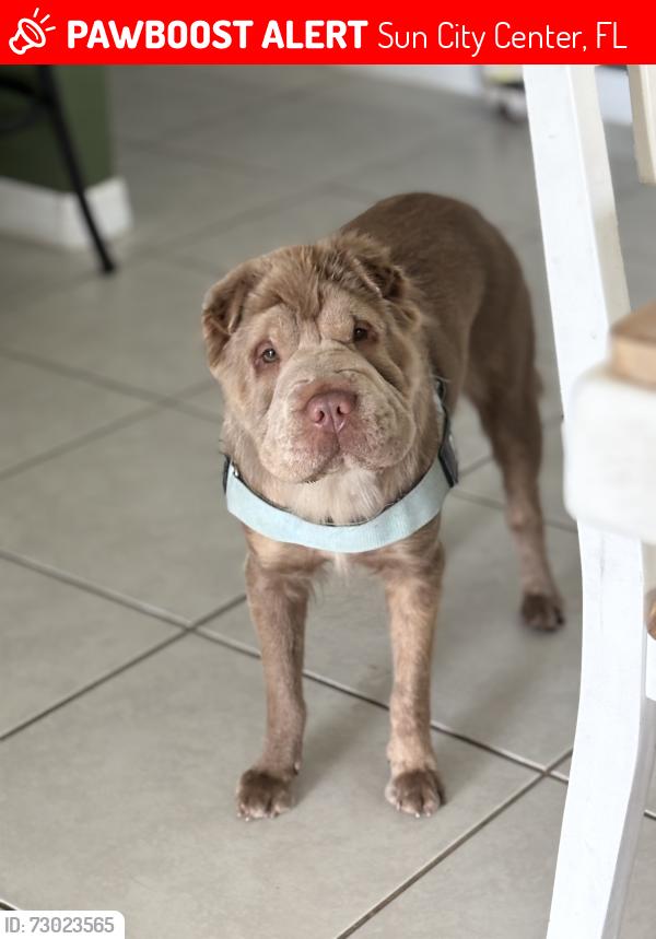 Lost Female Dog last seen Miller Creek, Sun City Center, FL 33573