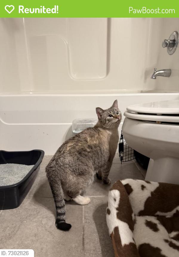Reunited Unknown Cat last seen flt Rock Ridge Neighborhood , Louisville, KY 40245