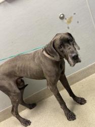Shelter Stray Male Dog last seen Near BLK S RAINBOW BLVD, LAS VEGAS NV 89145, 655 N Mojave Rd, Las Vegas, NV 89101, USA