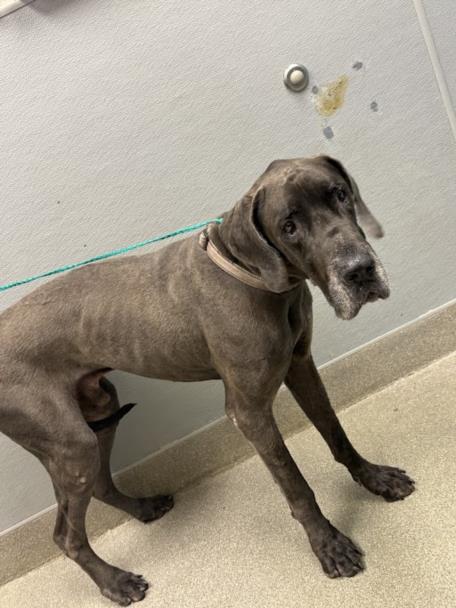 Shelter Stray Male Dog last seen Near BLK S RAINBOW BLVD, LAS VEGAS NV 89145, 655 N Mojave Rd, Las Vegas, NV 89101, USA