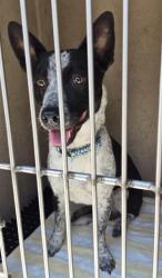 Shelter Stray Male Dog last seen Near BLOCK GLASGOW RIDGE CT, LAS VEGAS NV 89178, 655 N Mojave Rd, Las Vegas, NV 89101, USA