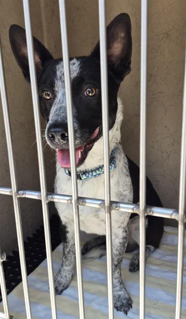 Shelter Stray Male Dog last seen Near BLOCK GLASGOW RIDGE CT, LAS VEGAS NV 89178, 655 N Mojave Rd, Las Vegas, NV 89101, USA
