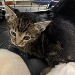 Shelter Stray Male Cat last seen Near BLOCK S MARSEILLES WAY, WEST VALLEY CITY UT 84119, 4522 W 3500 S, West Valley City, UT 84120, USA