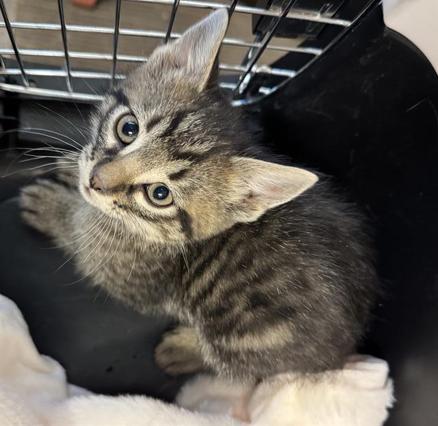 Shelter Stray Male Cat last seen Near BLOCK S MARSEILLES WAY, WEST VALLEY CITY UT 84119, 4522 W 3500 S, West Valley City, UT 84120, USA