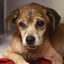 Shelter Stray Male Dog last seen Near BLOCK CRESTFIELD DR, 4710 TX-151, San Antonio, TX 78227, USA