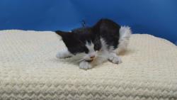 Shelter Stray Female Cat last seen , 216 W Victoria St, Gardena, CA 90248, USA