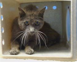 Shelter Stray Male Cat last seen , 216 W Victoria St, Gardena, CA 90248, USA