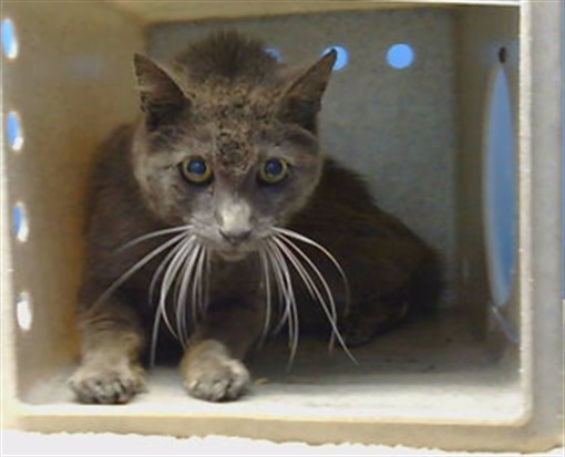Shelter Stray Male Cat last seen , 216 W Victoria St, Gardena, CA 90248, USA