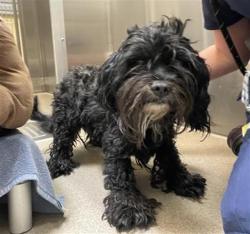 Shelter Stray Male Dog last seen Near BLOCK W BAYAUD AVE, DENVER CO 80223, 1241 W Bayaud Ave, Denver, CO 80223, USA