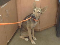 Shelter Stray Male Dog last seen HAPPY LN/KIEFER BLVD, SACRAMENTO CA 95827, 3839 Bradshaw Rd, Sacramento, CA 95827, USA