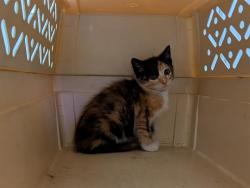 Shelter Stray Female Cat last seen Near BLOCK 44TH AVE S, AUBURN WA 98001, 21615 64th Ave S, Kent, WA 98032, USA