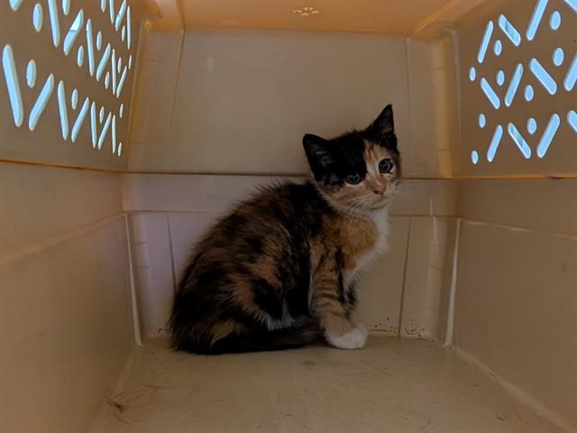 Shelter Stray Female Cat last seen Near BLOCK 44TH AVE S, AUBURN WA 98001, 21615 64th Ave S, Kent, WA 98032, USA